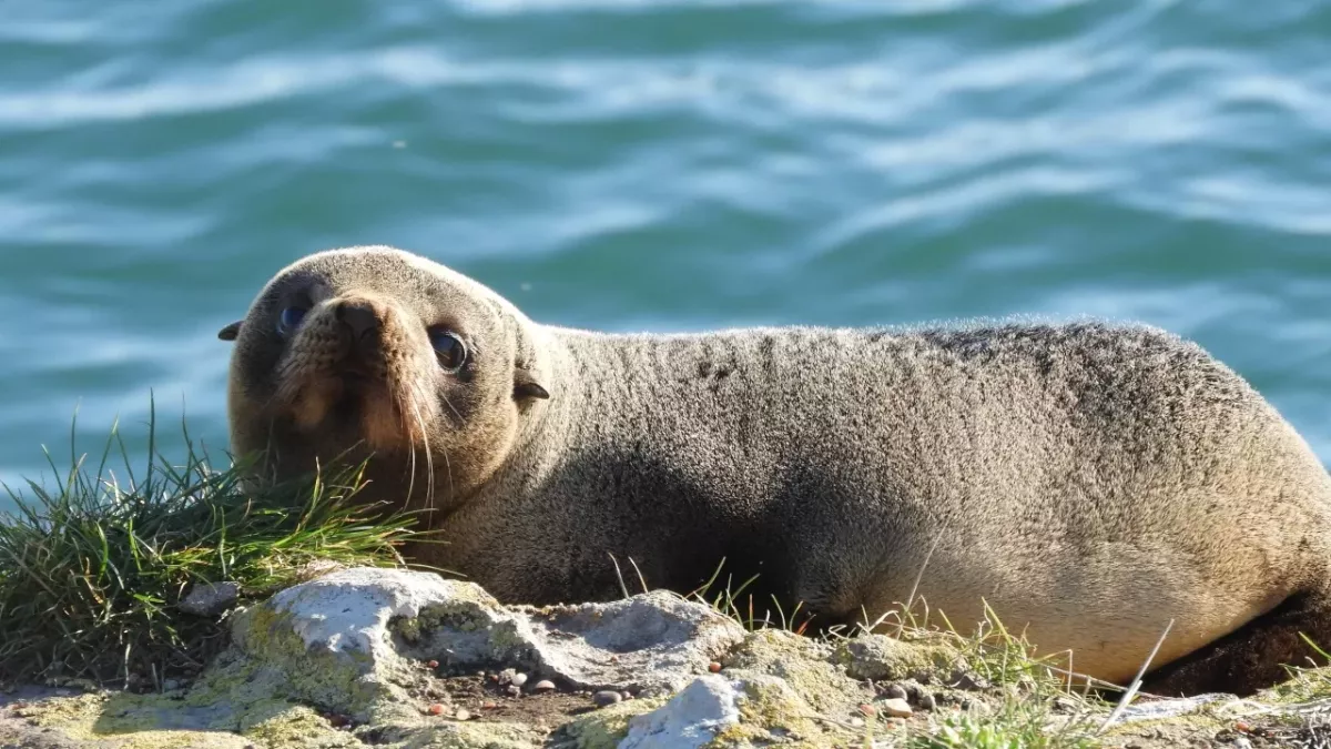 A farmer left shocked after spotting a baby seal in a wheat crop kilometres away from ocean
