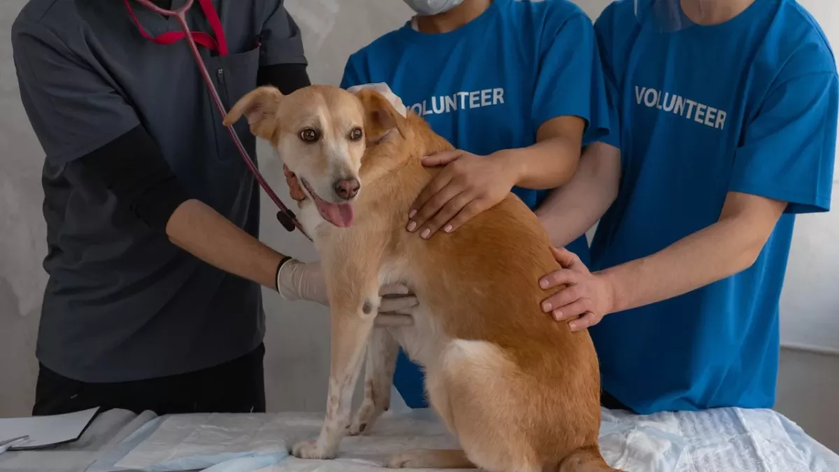 'Nothing short of a miracle': dog rescued from a drain pipe after a week with no food and water