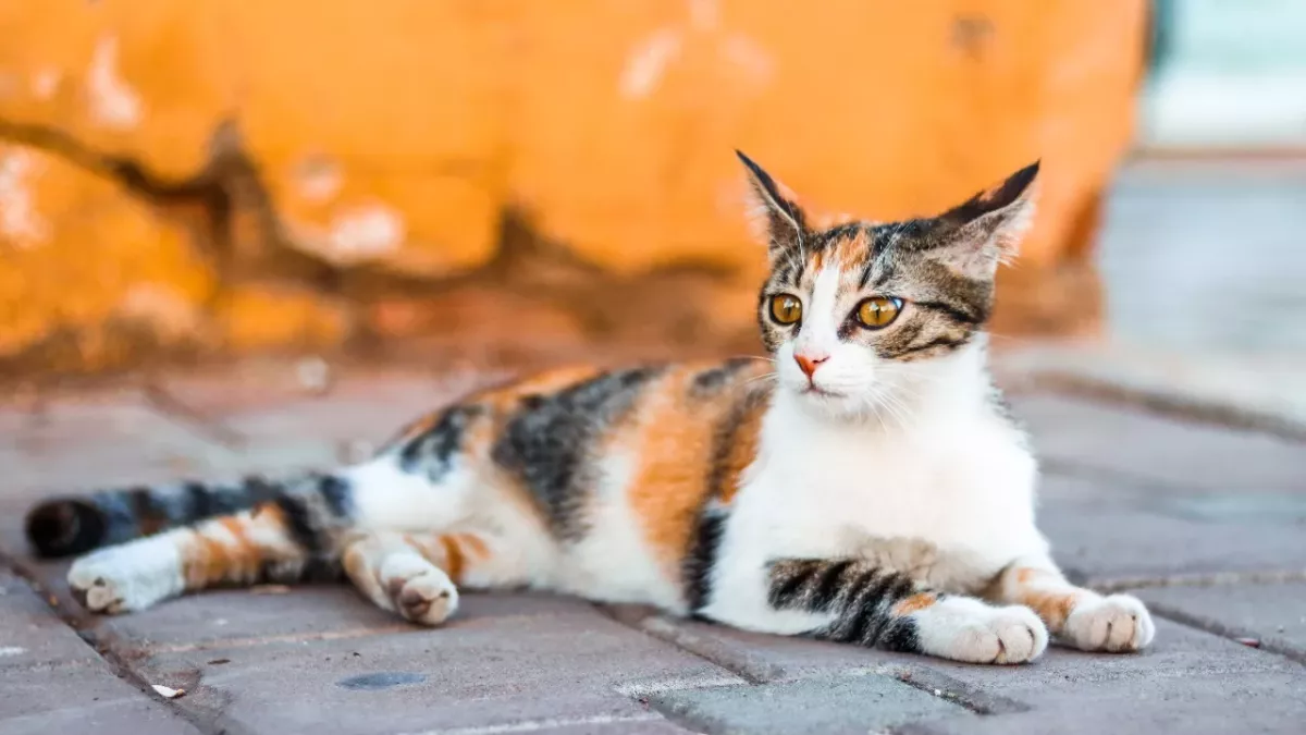 Tail talk: surprising things you didn’t know your cat's tail was telling you