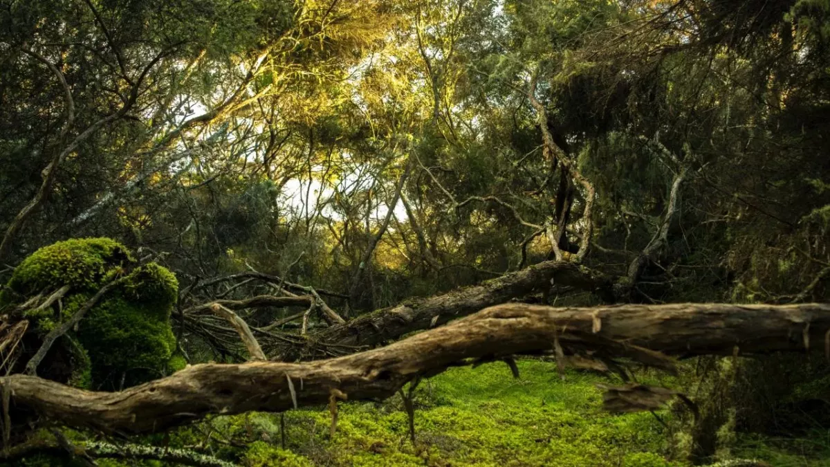 I’m A Celeb fans ‘unhappy’ as the All-stars line up is revealed, here’s why 