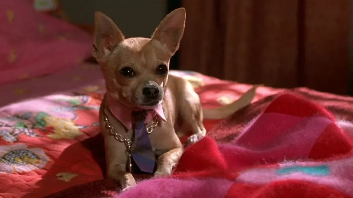 Zodiac: Here are the dog breeds that best suit you based on your sign