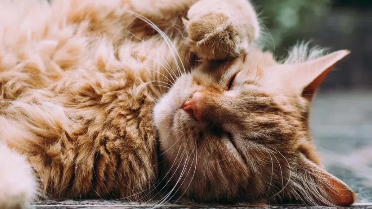 Zodiac: What pet should you get based on your zodiac sign?