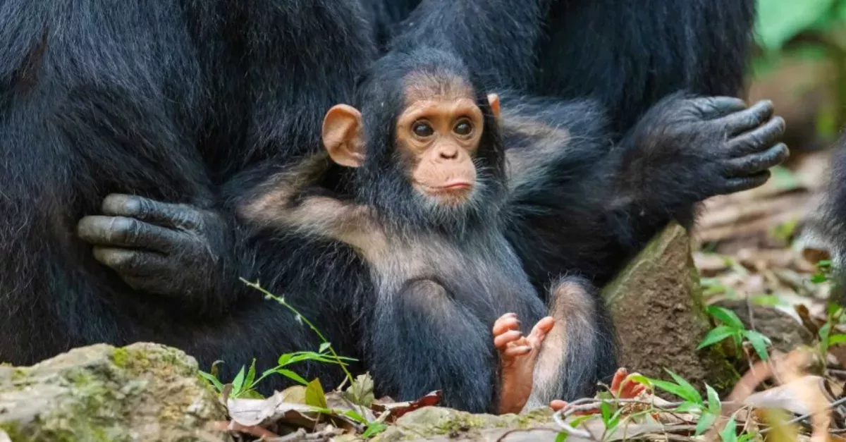 The 2019 Finalists For The Comedy Wildlife Photography Awards