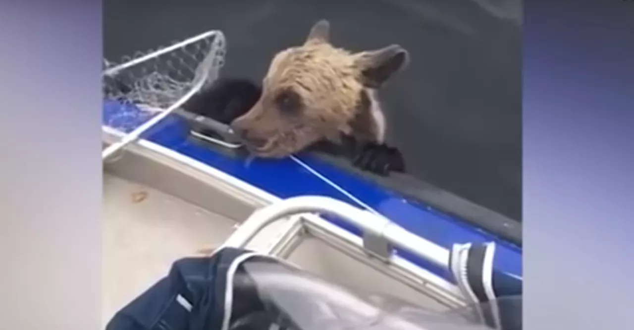 Baby bear reaches out for help