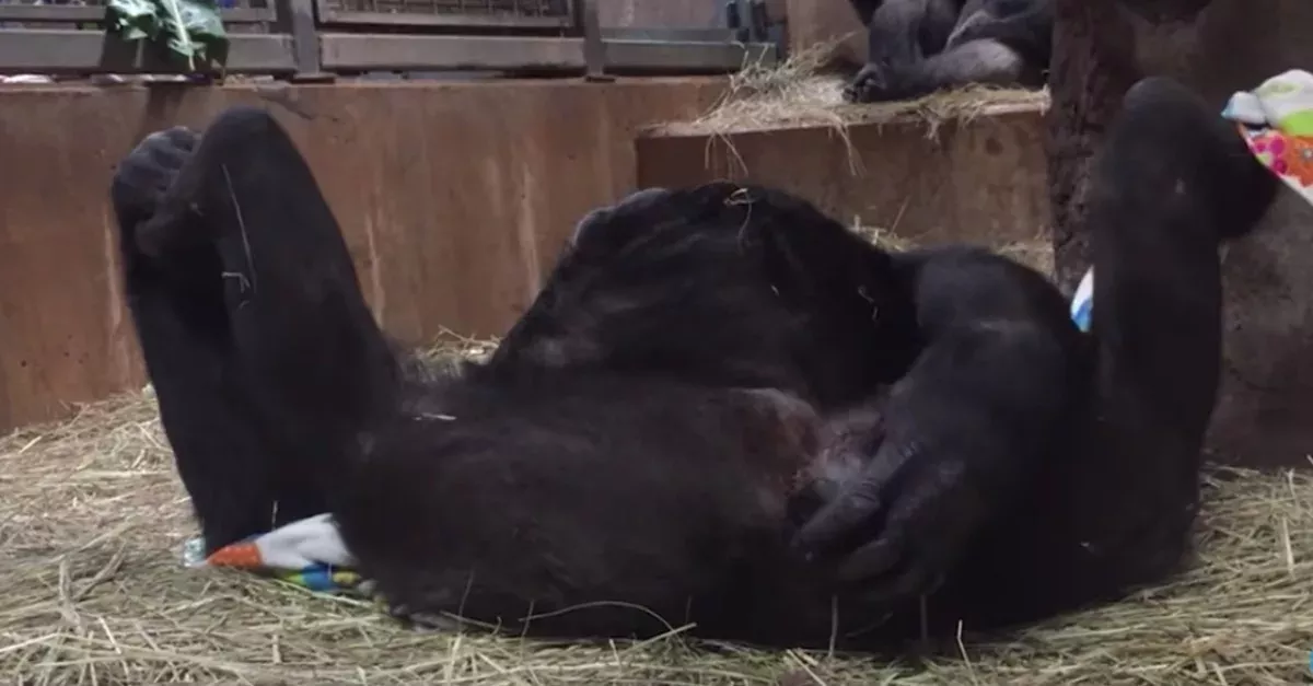 baby gorilla