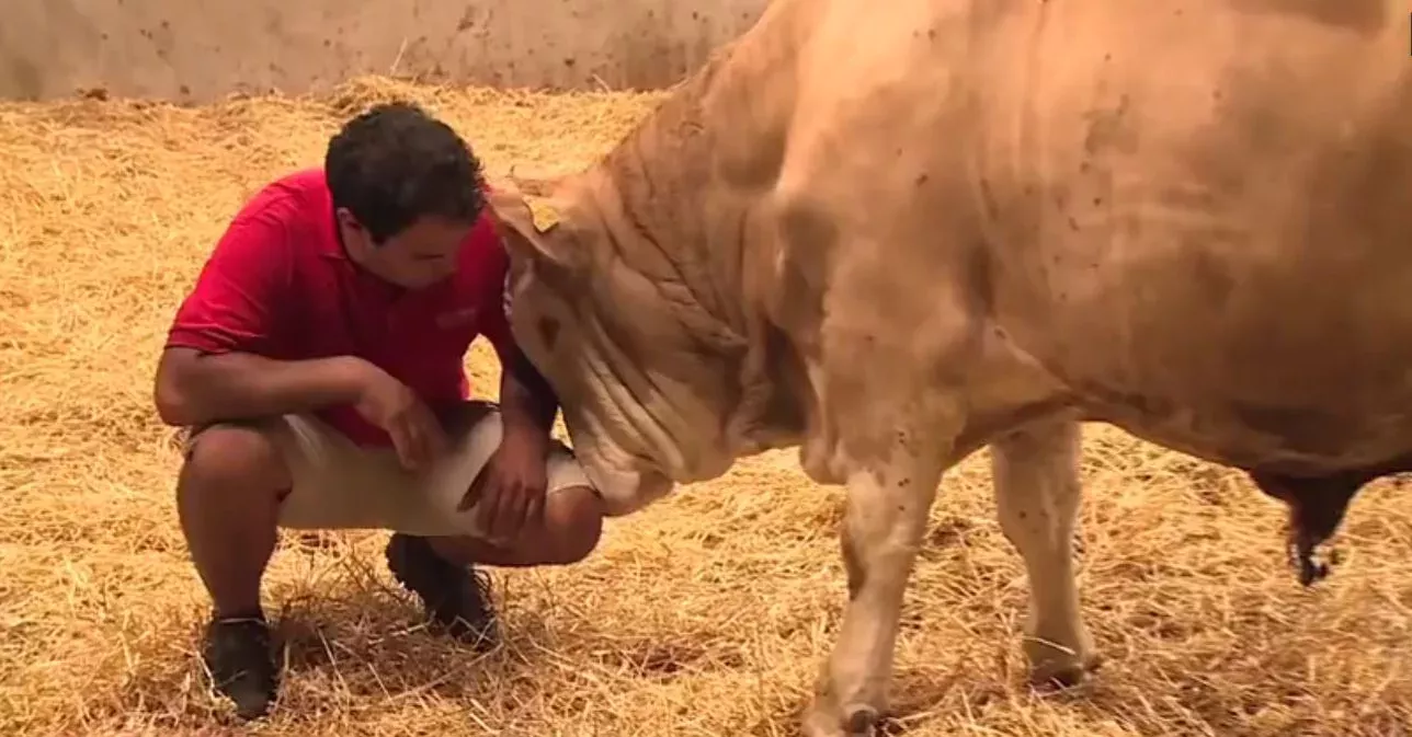 Bandit and his saviour