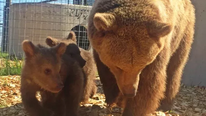 Bears and cubs