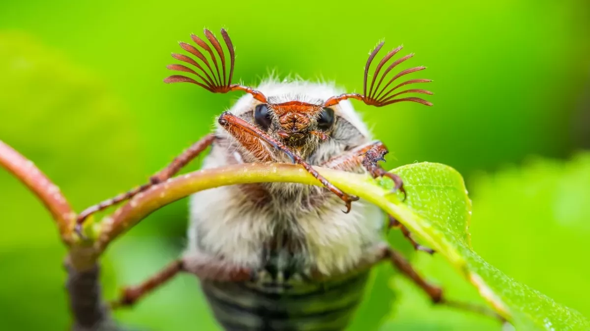 Building Insect Fly Brits complaining their homes are being invaded by these giant flying ...
