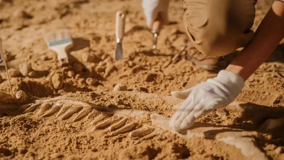 Cavers discover entirely new human species, challenges idea of linear evolution