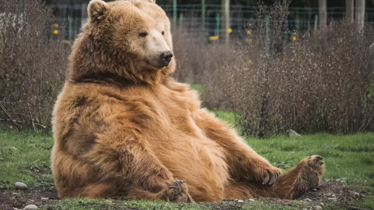 Cheeky bear wanted to cool down amid heatwave and took a dip in someone's pool