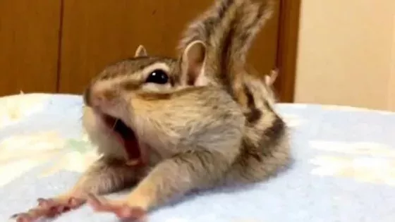 Chipmunk