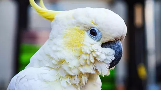 Cockatoo