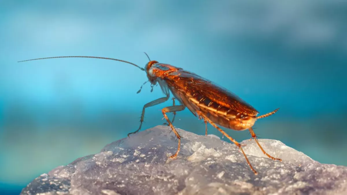 Cockroaches have evolved their sex life to survive our traps