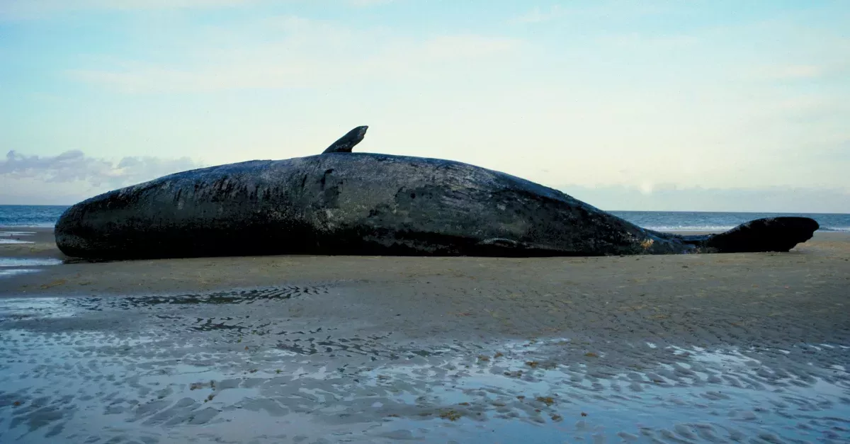 Deceased Sperm Whale