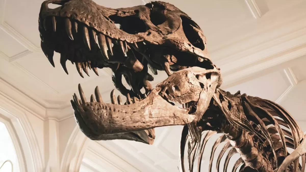 Dinosaur footprint UK Isle of Wight 