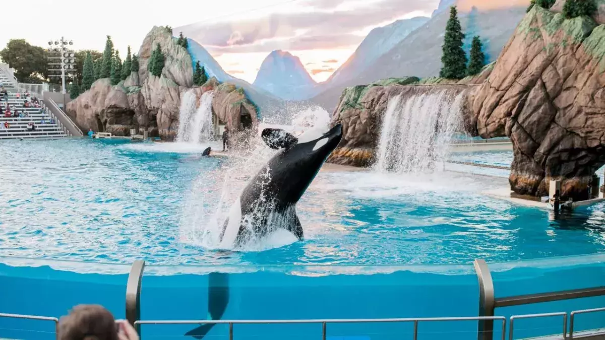 Distressed captive orca seen bashing its own head at Canadian marine park  