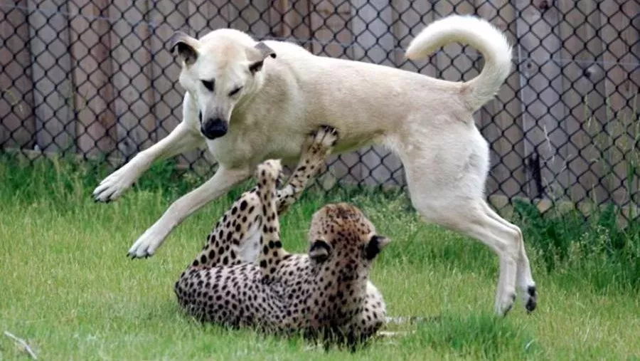 Dog And Cheetah