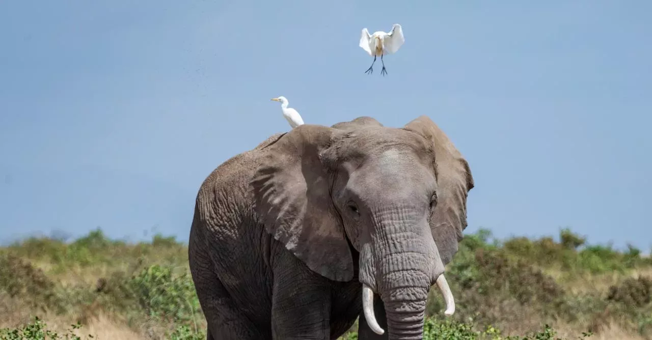 This elephant fell flat on its trunk after tormenting a flock of birds