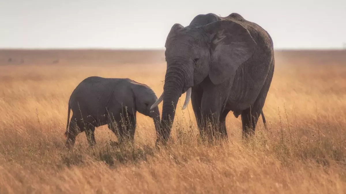 This elephant spent 11 hours digging a hole in a tragic attempt to save her baby