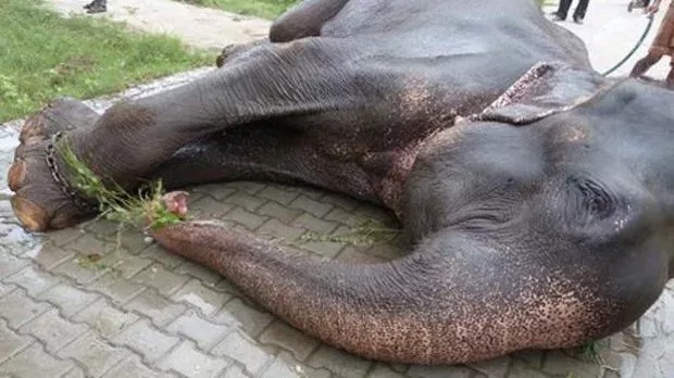 Elephant