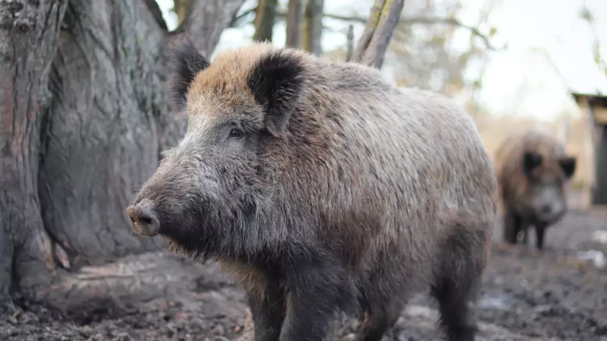 Europe has radioactive wild boar, new study reveals there's more to it than Chernobyl 