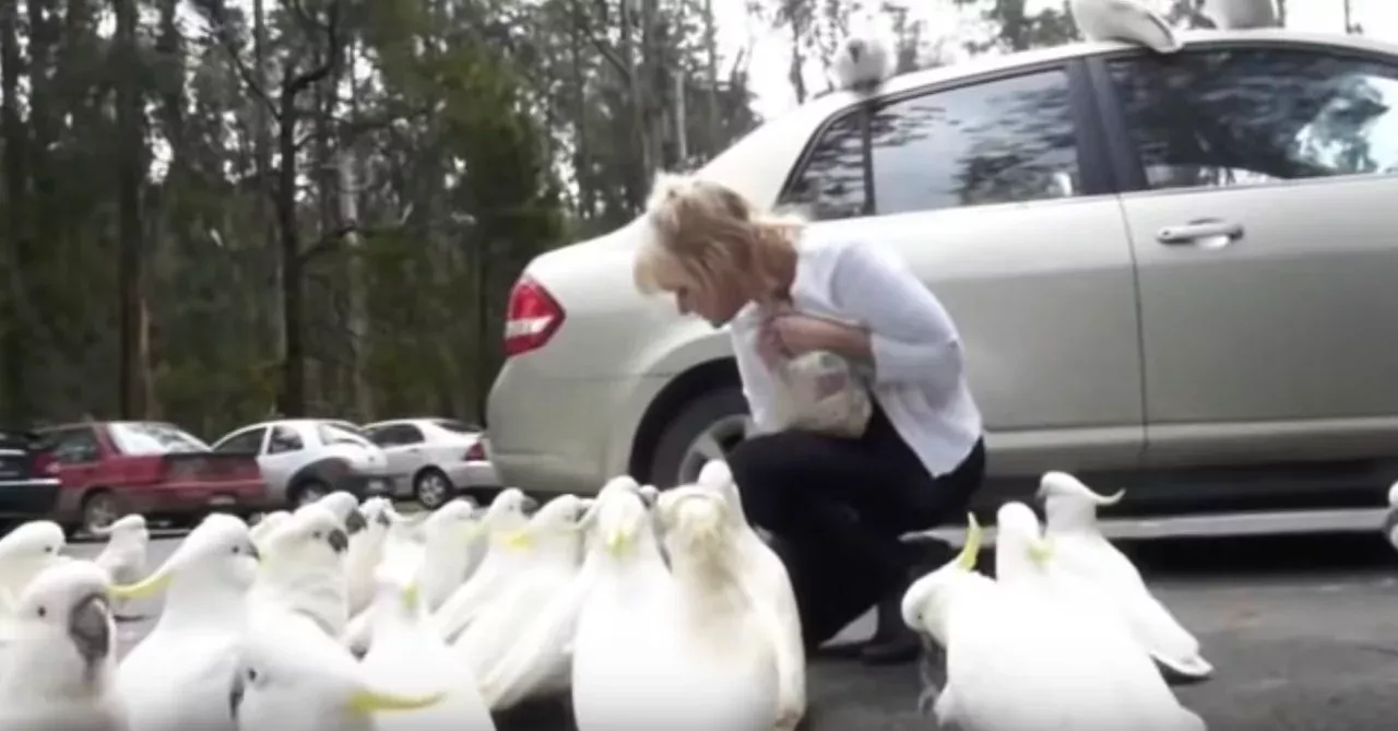 Feeding wild cockatoos