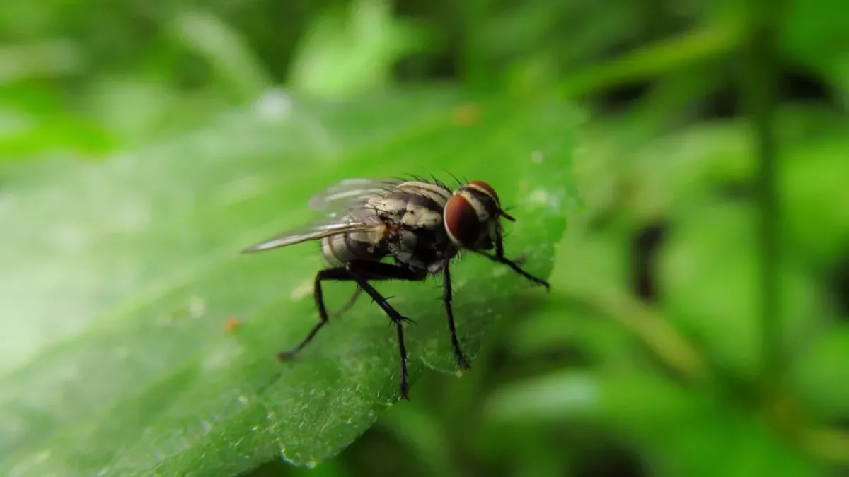 The female of this species can grow a 'penis' to penetrate males