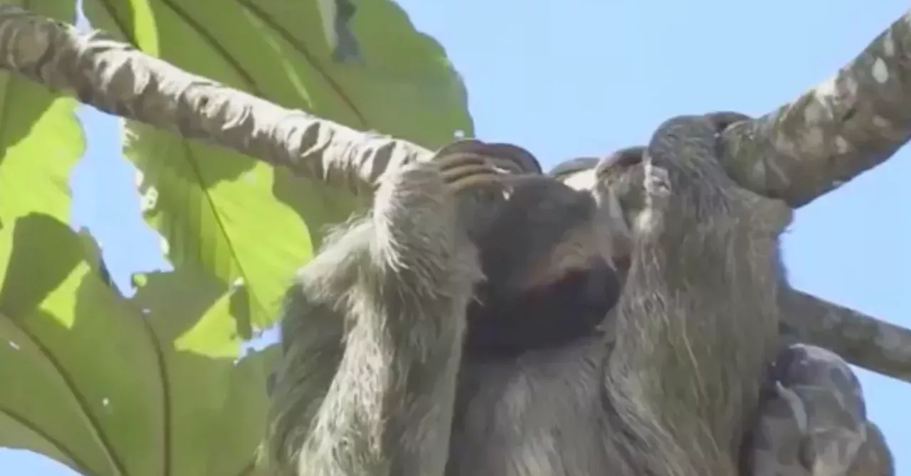 This footage of a sloth giving birth shows just how powerful all of nature's mothers really are