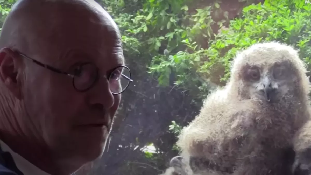 A Giant Owl Laid Eggs Outside His Window and Now He Has Some Unexpected Company
