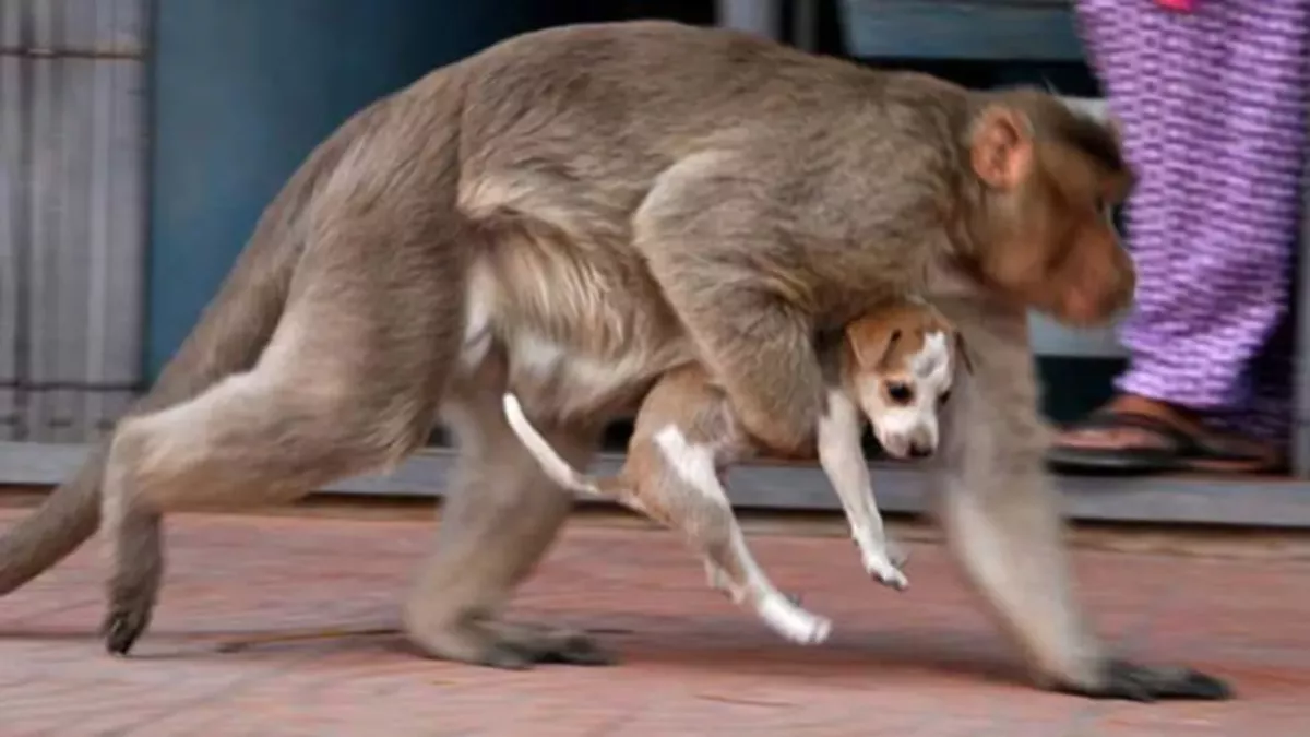 The heart melting moment his monkey found a puppy on the streets 