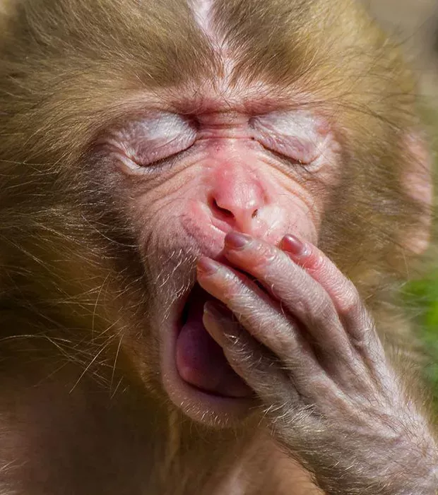 How cute is this baby monkey?