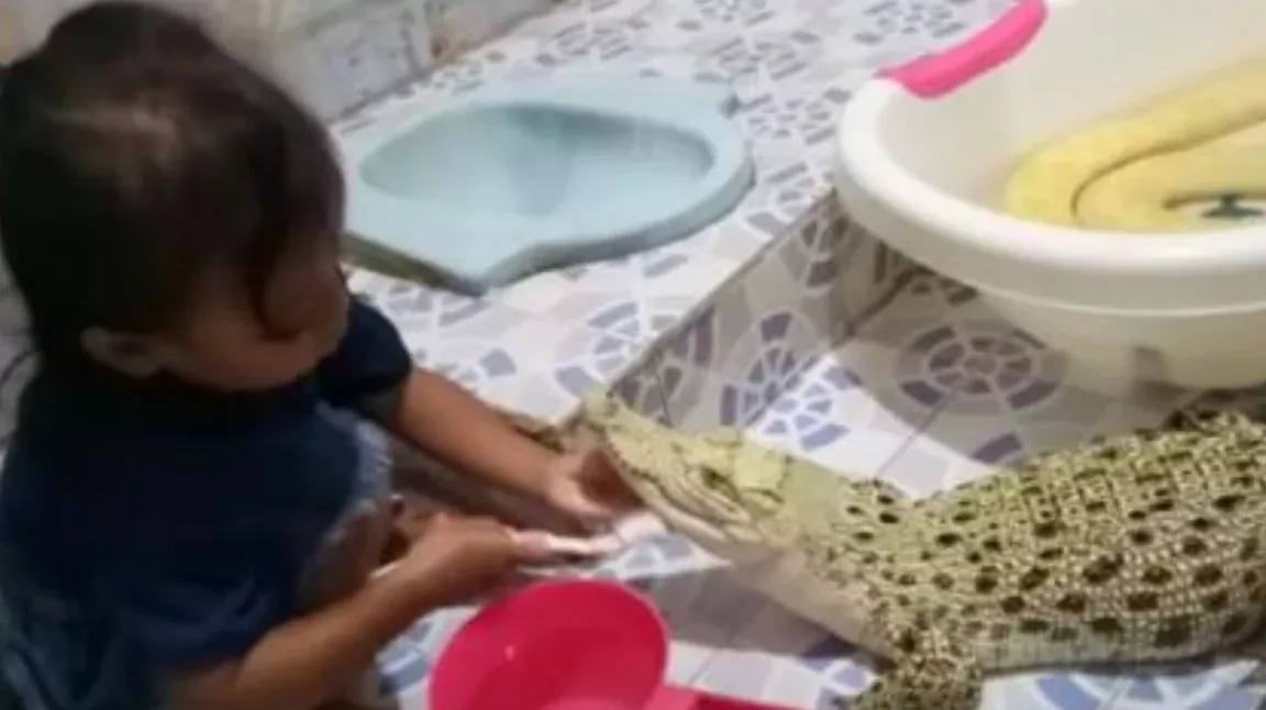 This Indonesian 4-year-old doesn't play with dolls. She prefers her crocodile!