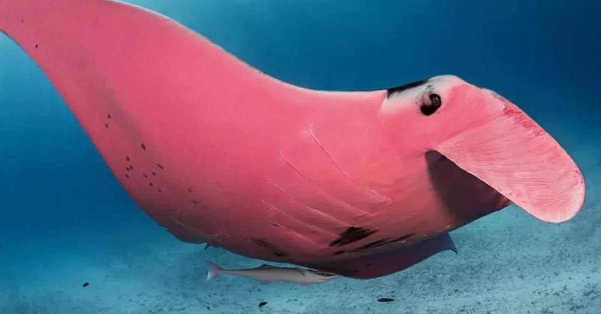 Inspector Clouseau, a rare pink manta ray