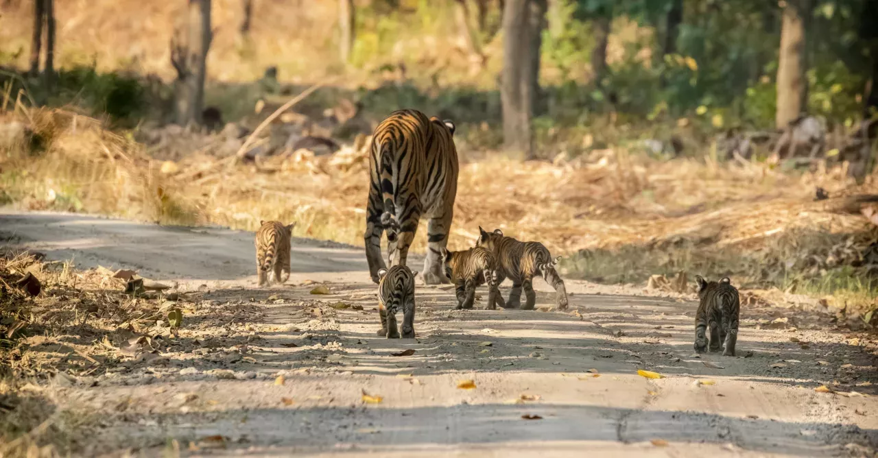 The Internet Is Loving This Video of a Tigress and Her Five Cubs