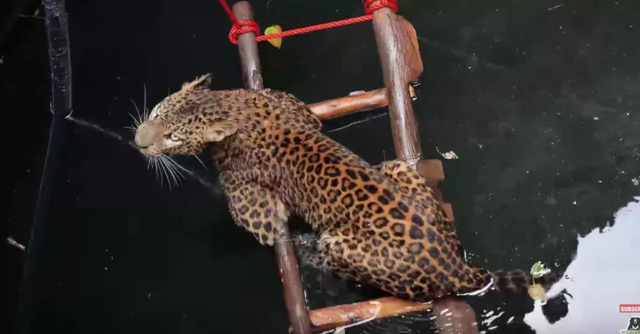 Leopard saved from unfortunate circumstance