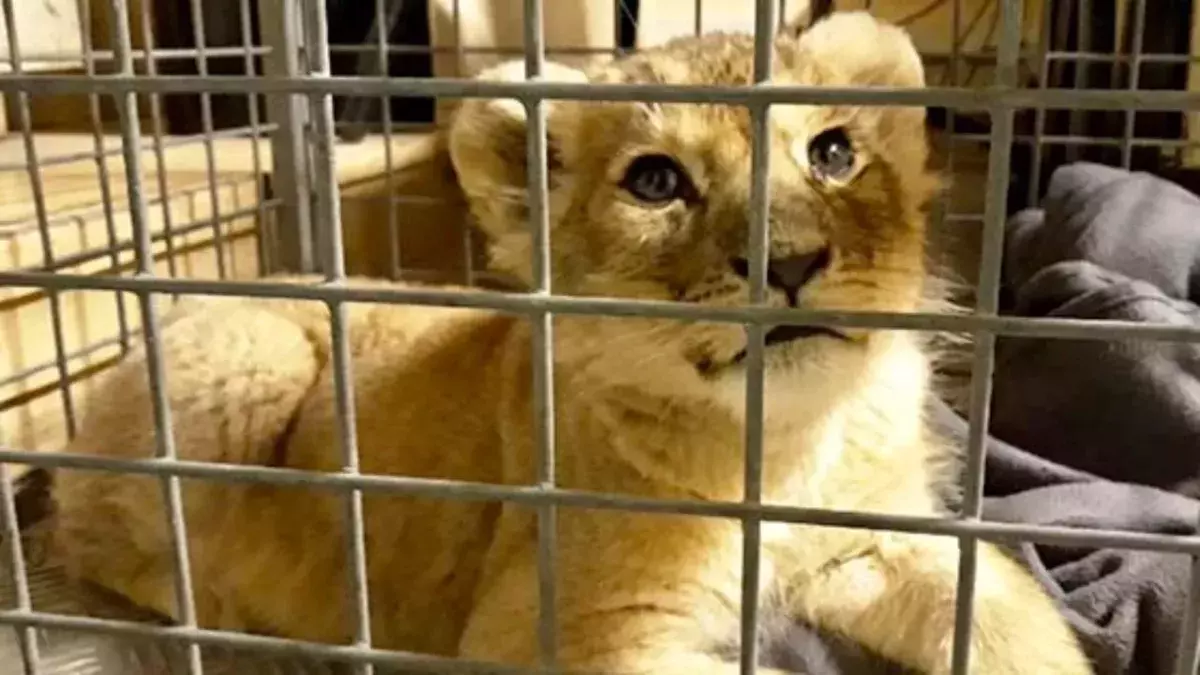 Lion
