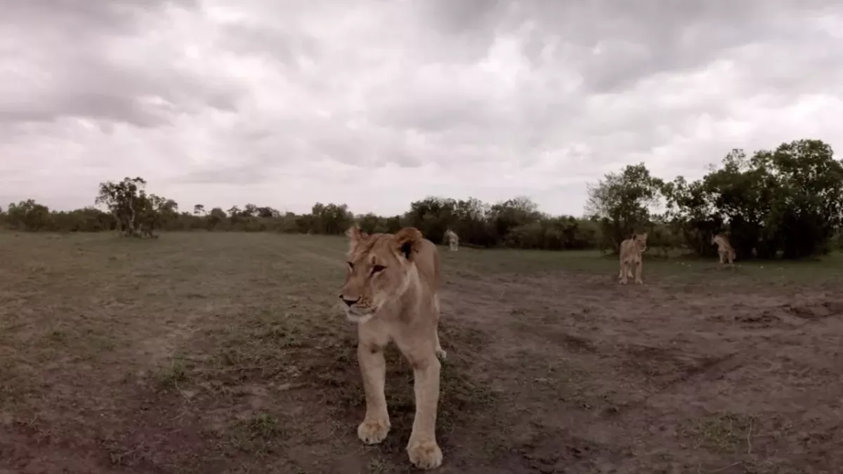 Lioness steals camera