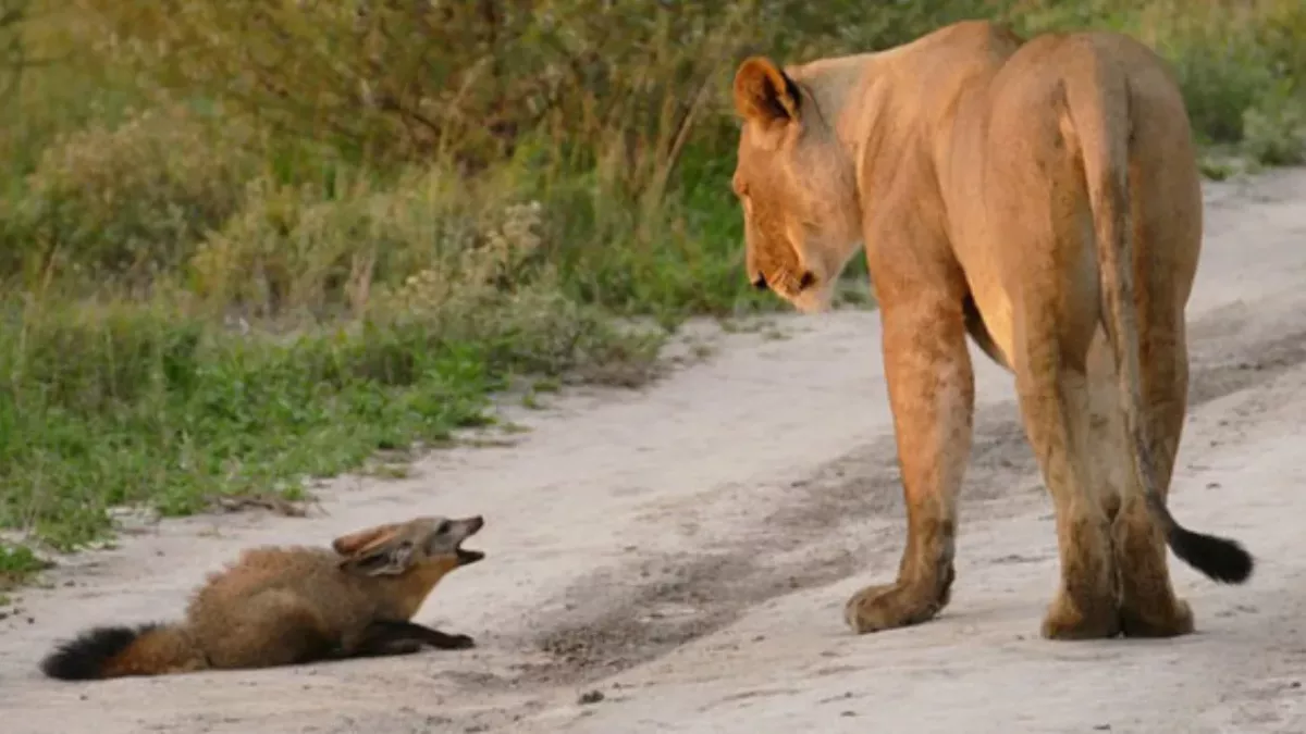 A lioness stumbles upon an injured fox and her reaction will shock you