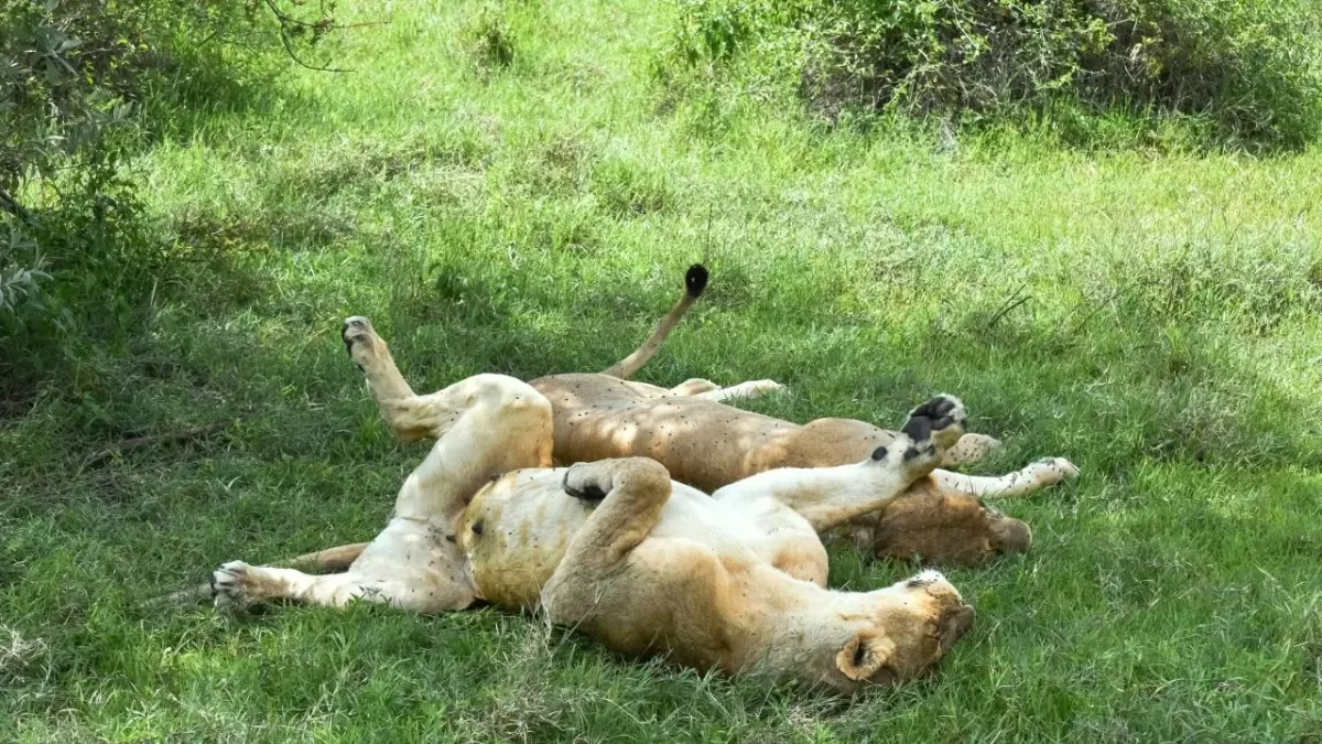 Lions Freedom