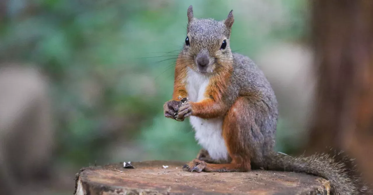 A man took a photo of a squirrel, but one detail had him really worried 