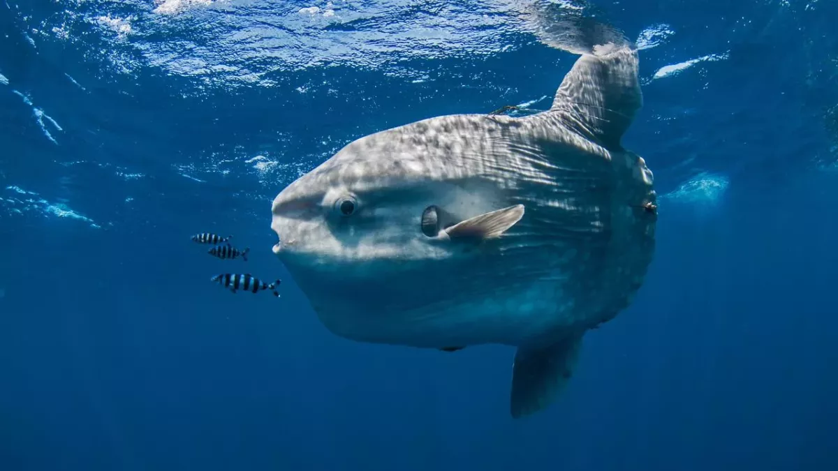 World's largest bony fish, weighing 3 tonnes and 3 metres, discovered ...