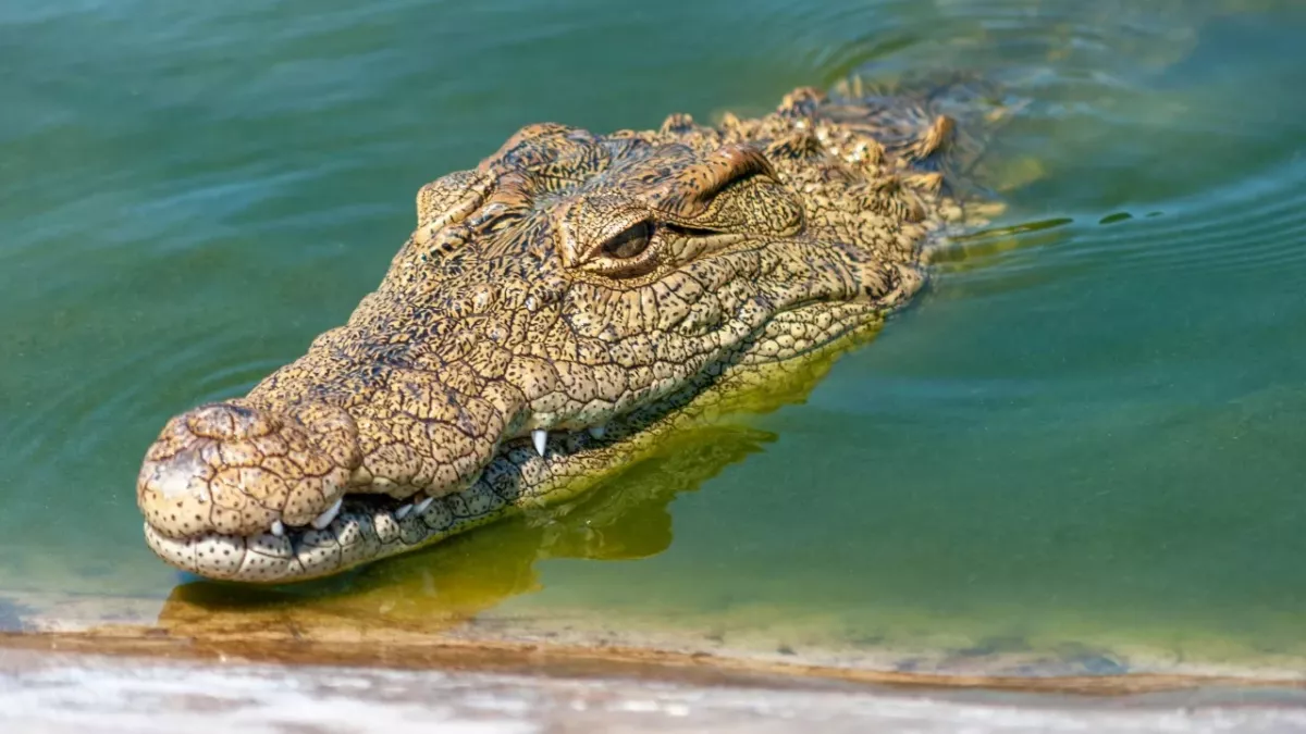 massive crocodile orgy helicopter trigger animals sex