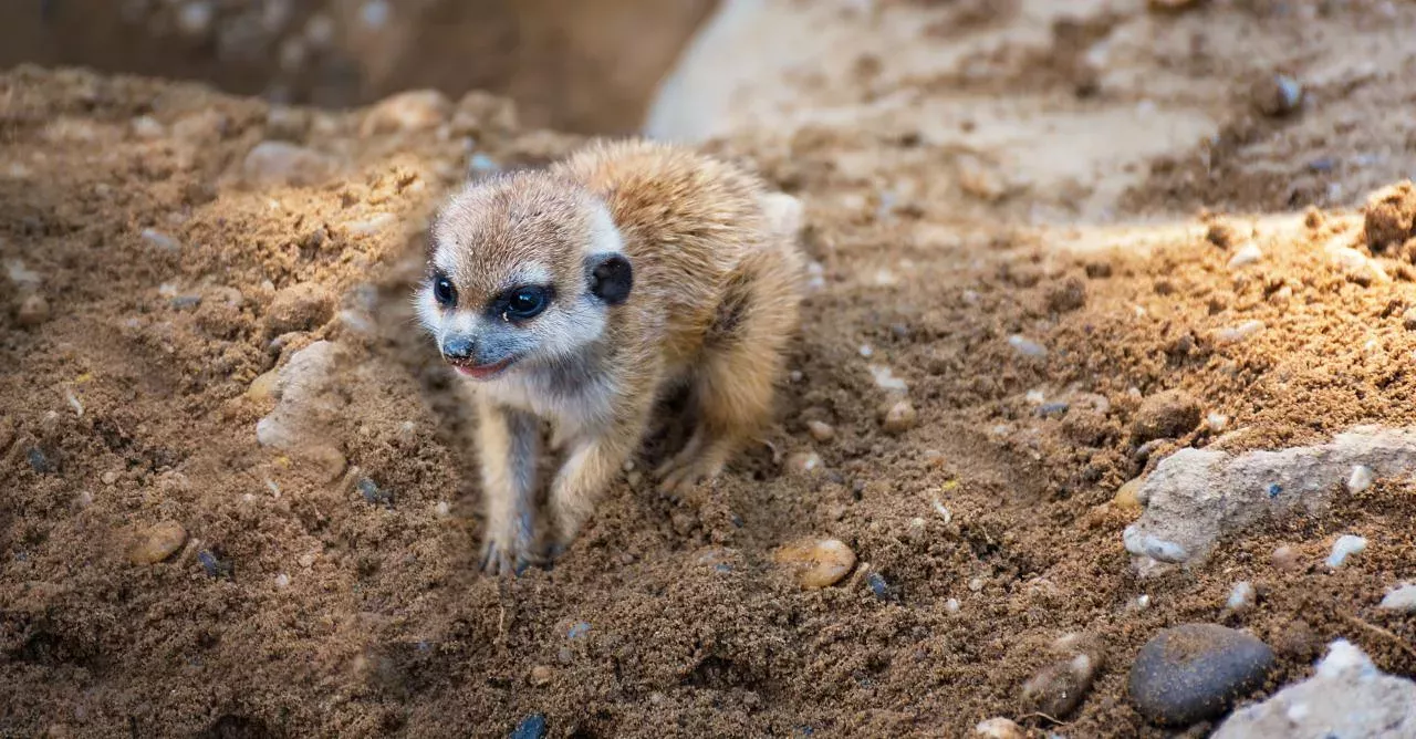 Meerkat