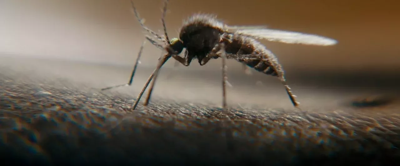 mosquitoes insect deadliest animal disappear