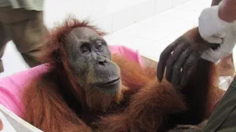 This orangutan went blind following an act of motherly love in its purest form.