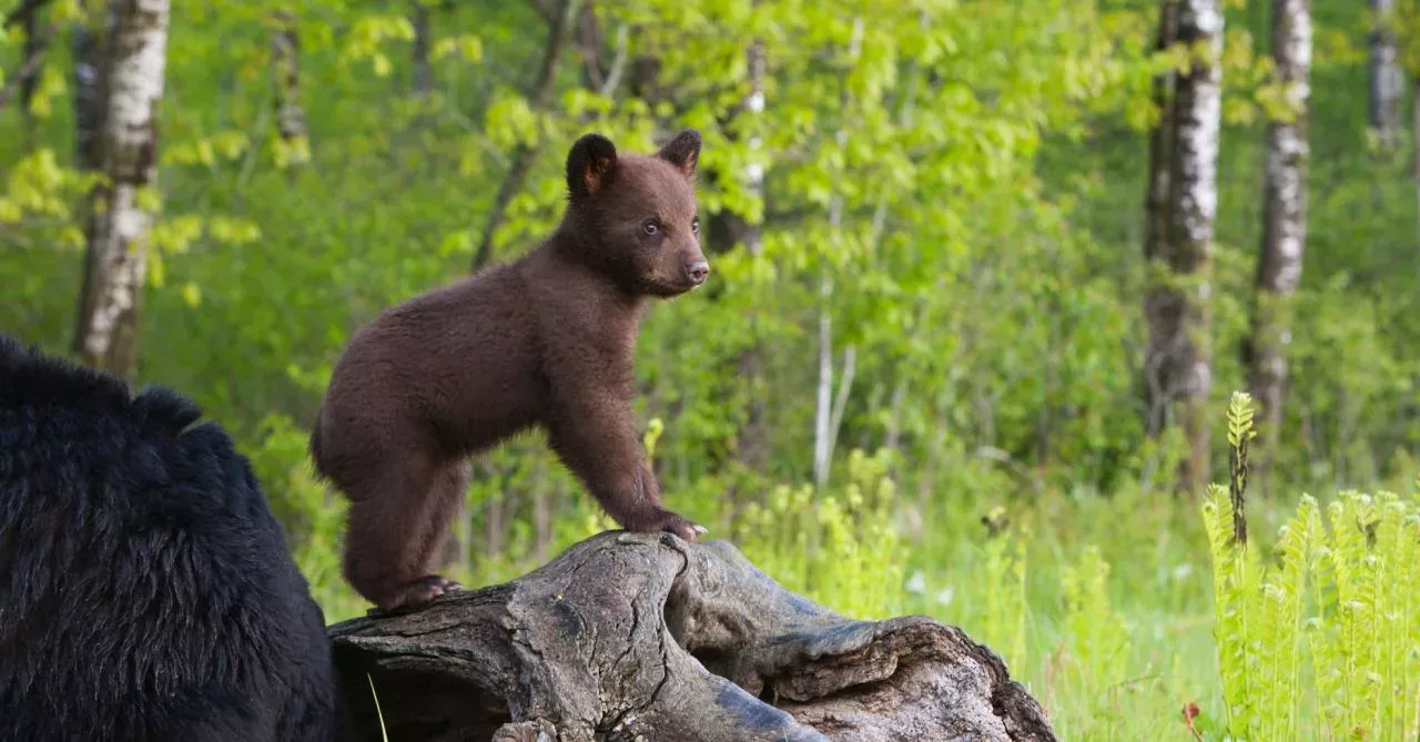 This photographer's pictures of bear cubs went viral