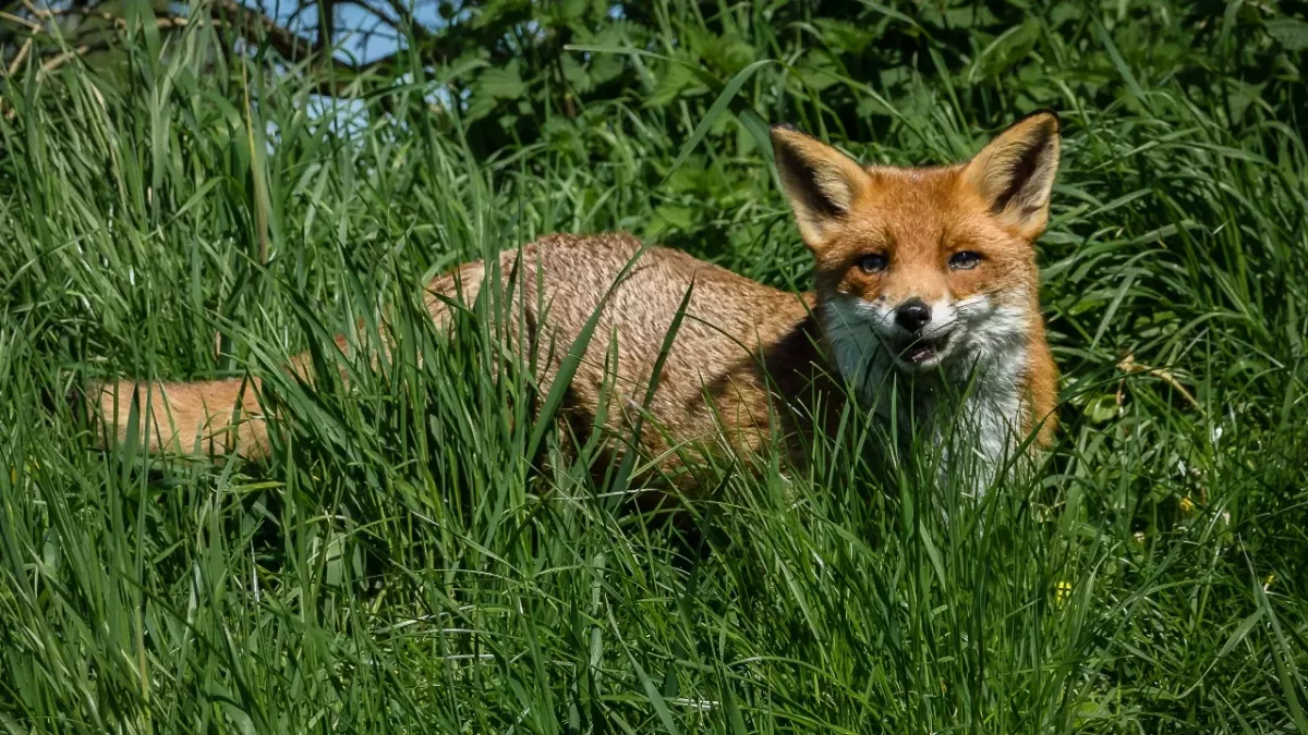 Rabies-infected fox attacks numerous people in one night, here's what happened next 