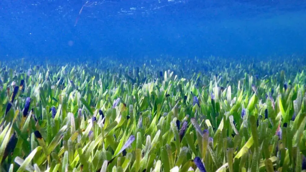 Researchers discover the ‘biggest plant on Earth’, three times the size of Manhattan island