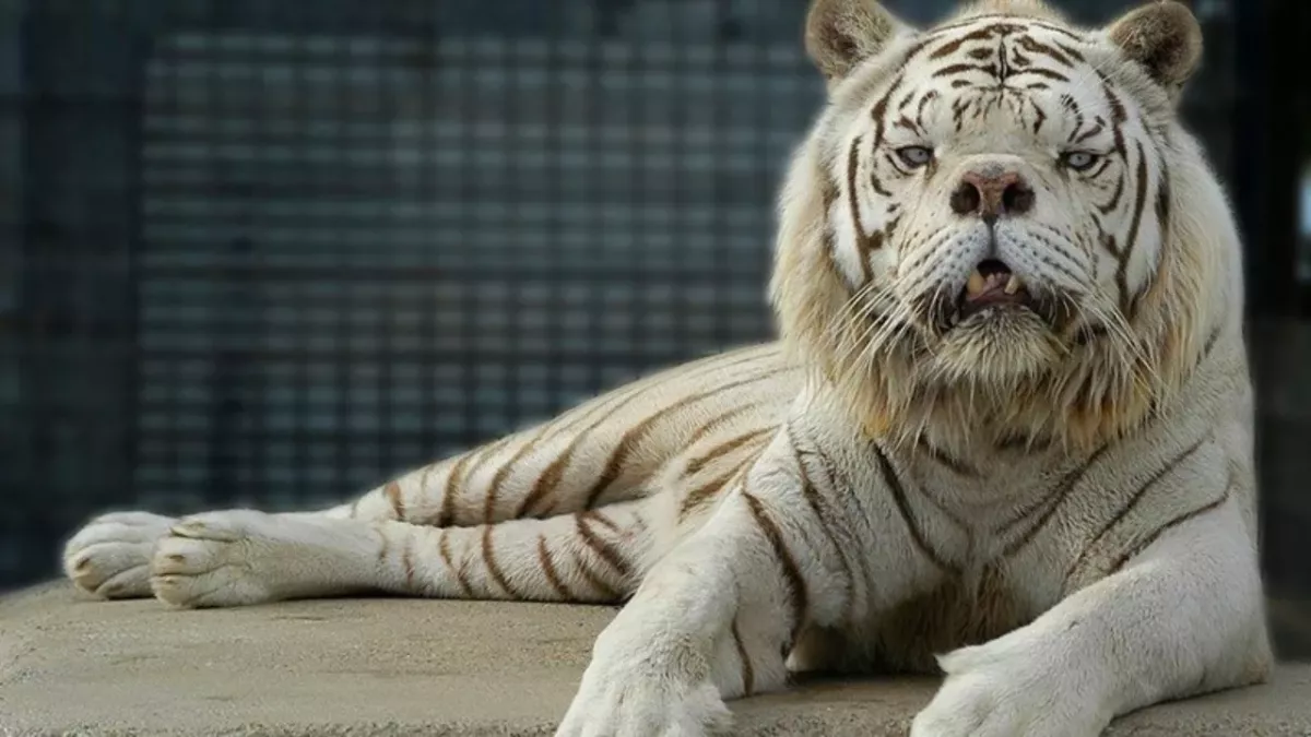 The sad story of Kenny, a tiger who 'shouldn't exist' 