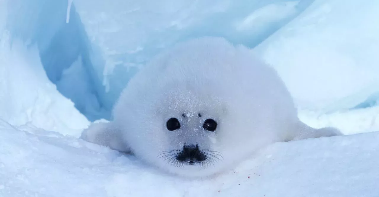 Seal in the snow